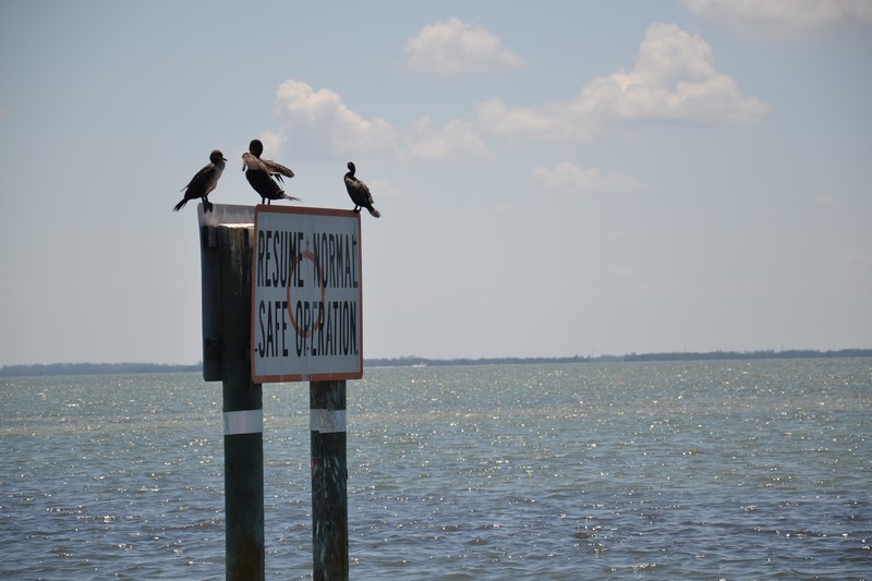 DSC_0163 (Kopiowanie).JPG