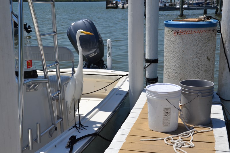 DSC_0187 (Kopiowanie).JPG