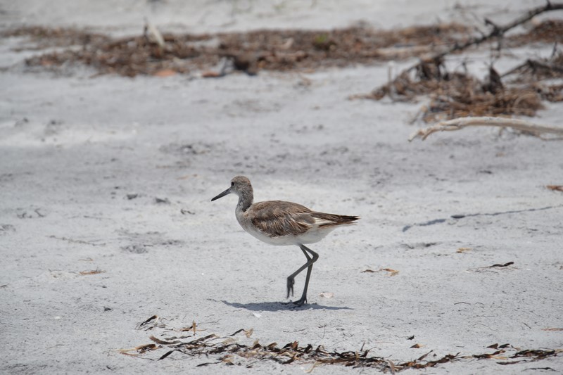 DSC_0506 (Kopiowanie).JPG