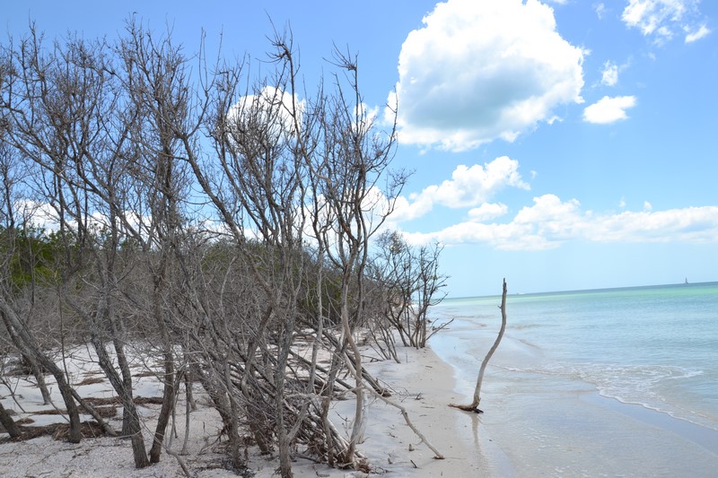 DSC_0551 (Kopiowanie).JPG