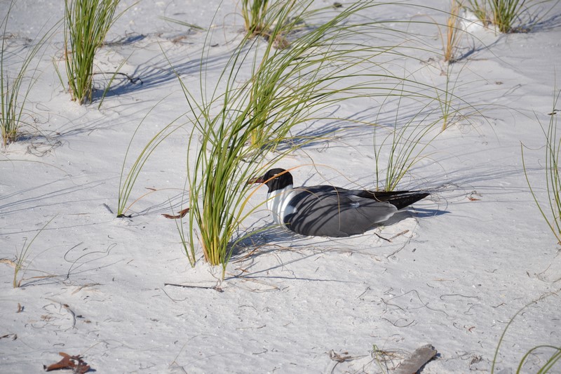 DSC_0684 (Kopiowanie).JPG