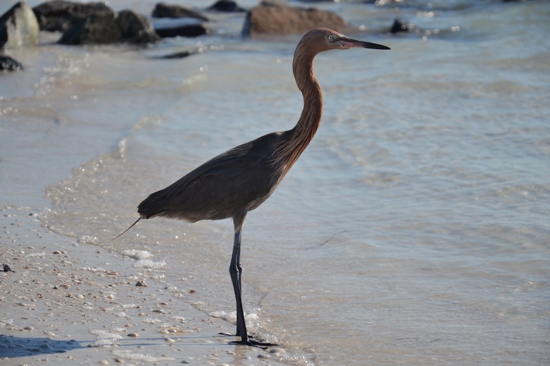 DSC_0735 (Kopiowanie).JPG