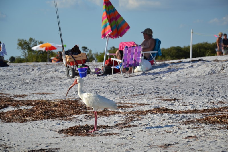 DSC_0740 (Kopiowanie).JPG