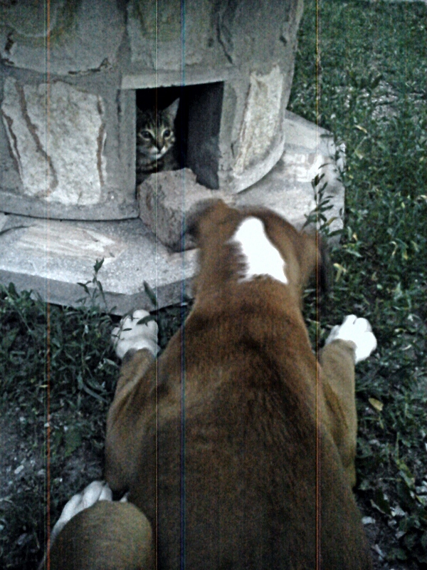 DSC00927 (600x800).jpg