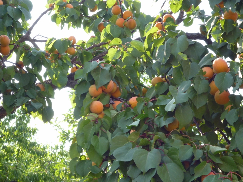 P1000304 (800x600).jpg