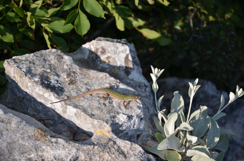 DSC_0122  Vidova Góra- jaszczurka.JPG