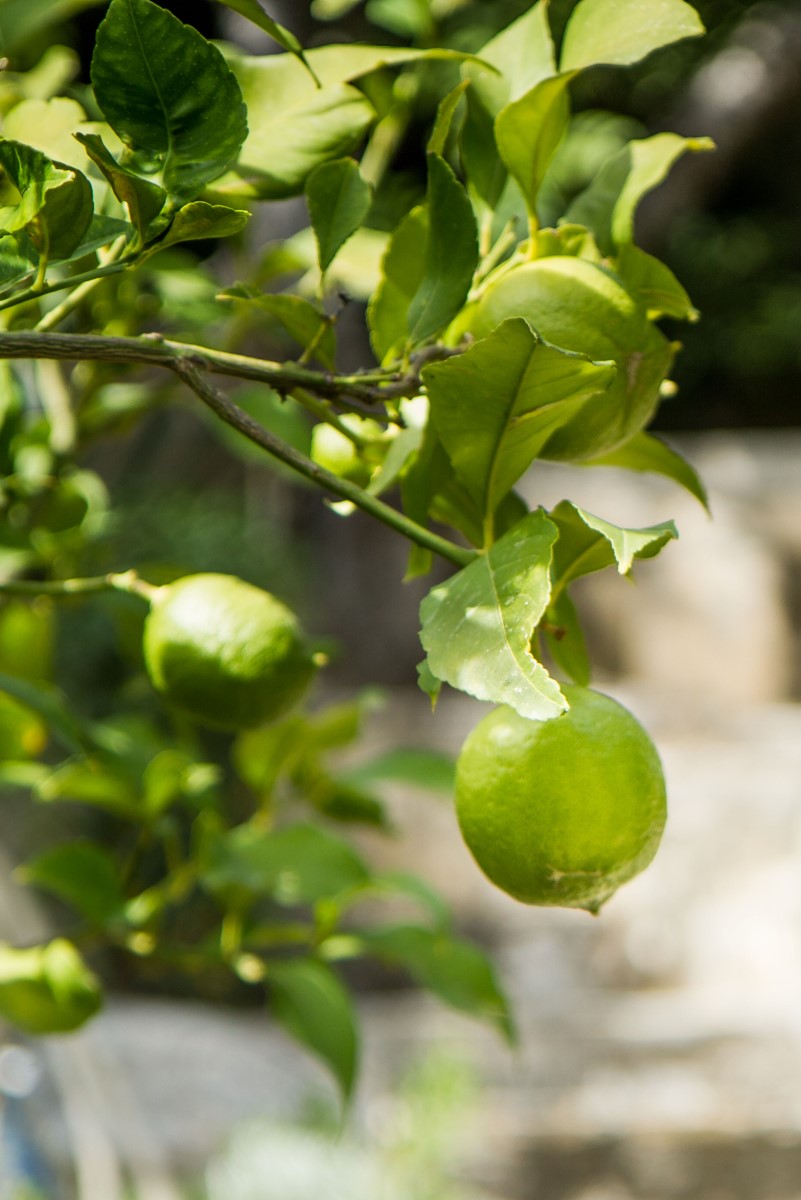 Cytryny jeszcze nie dojrzały. / 101.jpg 101.jpg