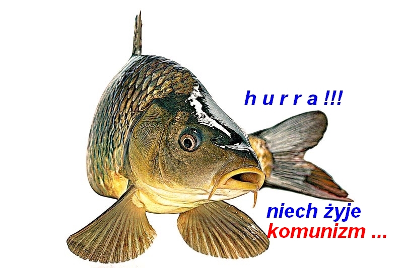 karp.jpg