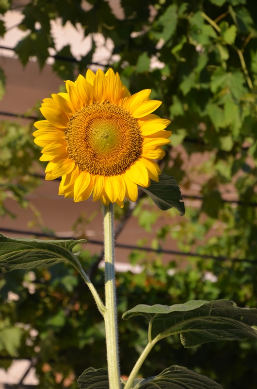 DSC_0535 Povlja - słonecznik.JPG