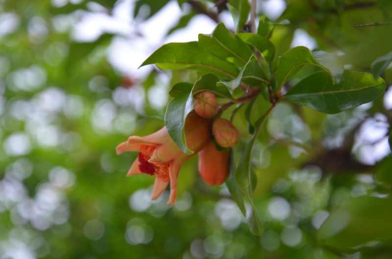 DSC_0582 - gtanaty.JPG