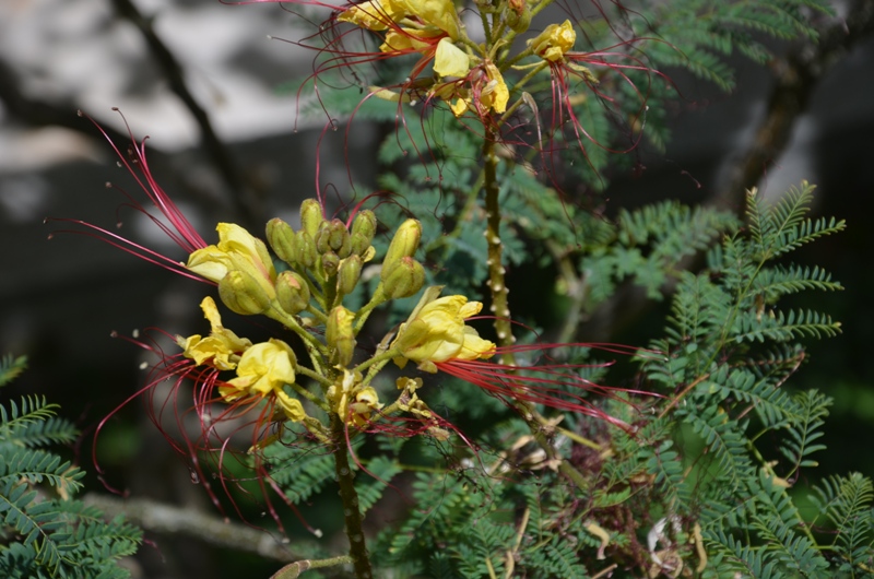 DSC_0598 Škrip - kwiatek.JPG