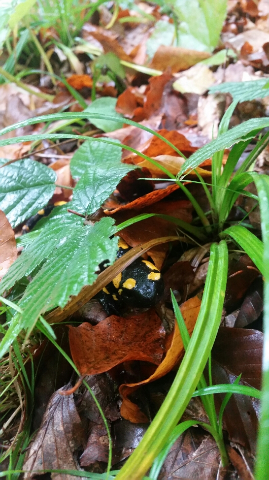 2016-10-22 22.00.21.jpg