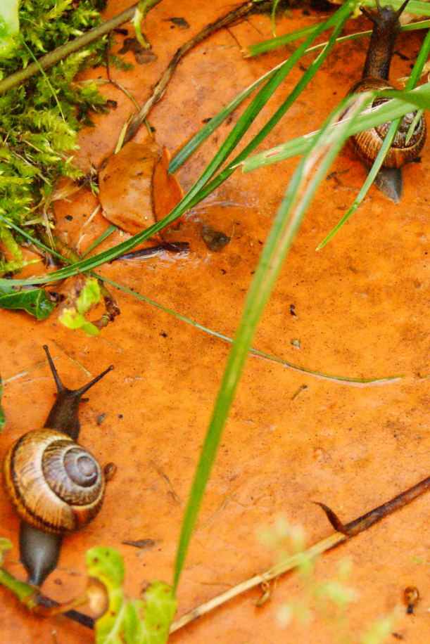 DSC01485 (1)0001.JPG