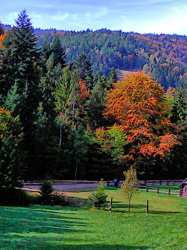 koninki jesień kopia.jpg