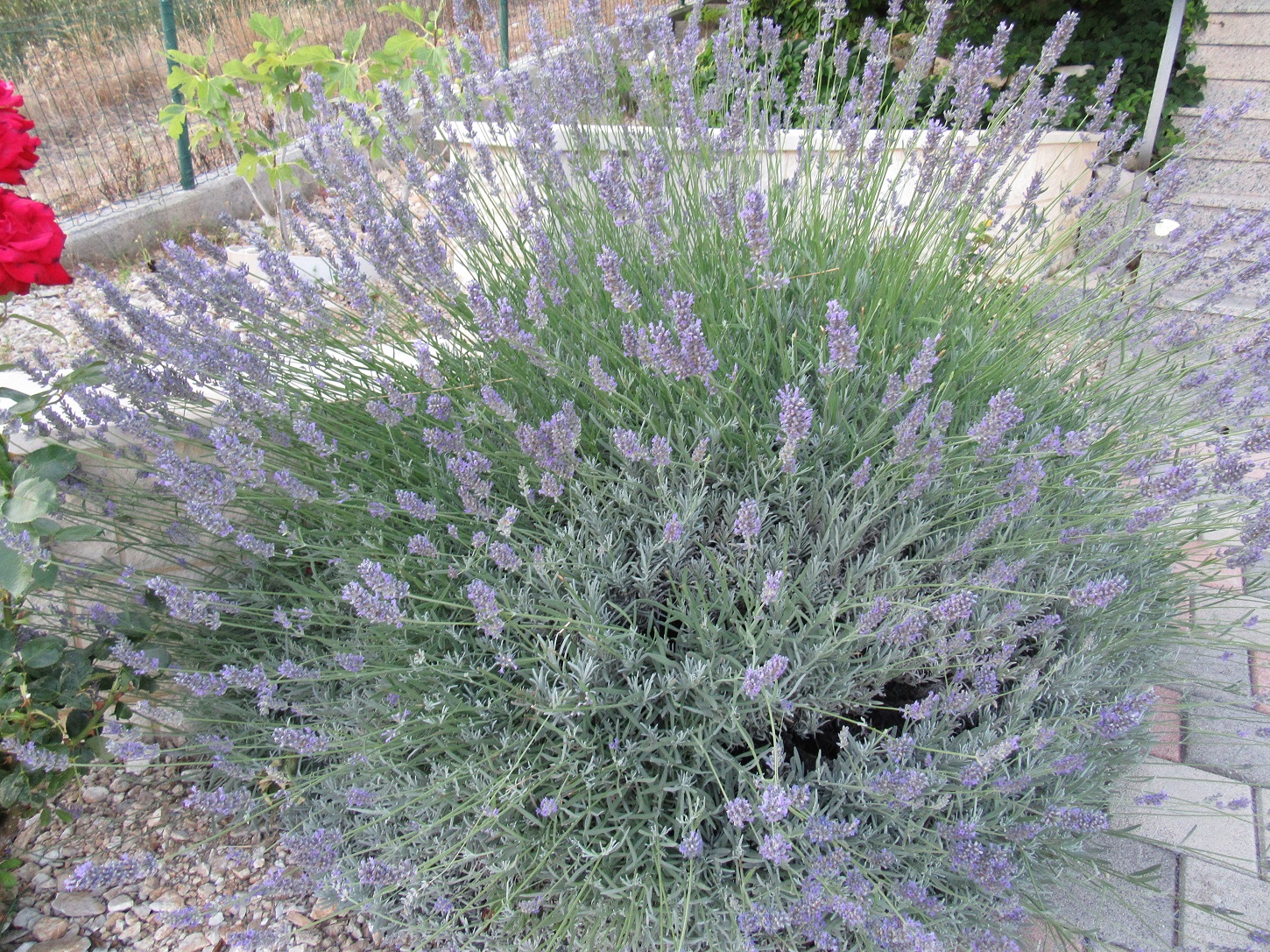 Lawenda!Niepowtarzalny zapach lawendy na podjeździe nas hipnotyzował każdego dnia. ta na naszym podwórku w Polsce tak niestety nie pachnie. / lawenda.jpg lawenda.jpg