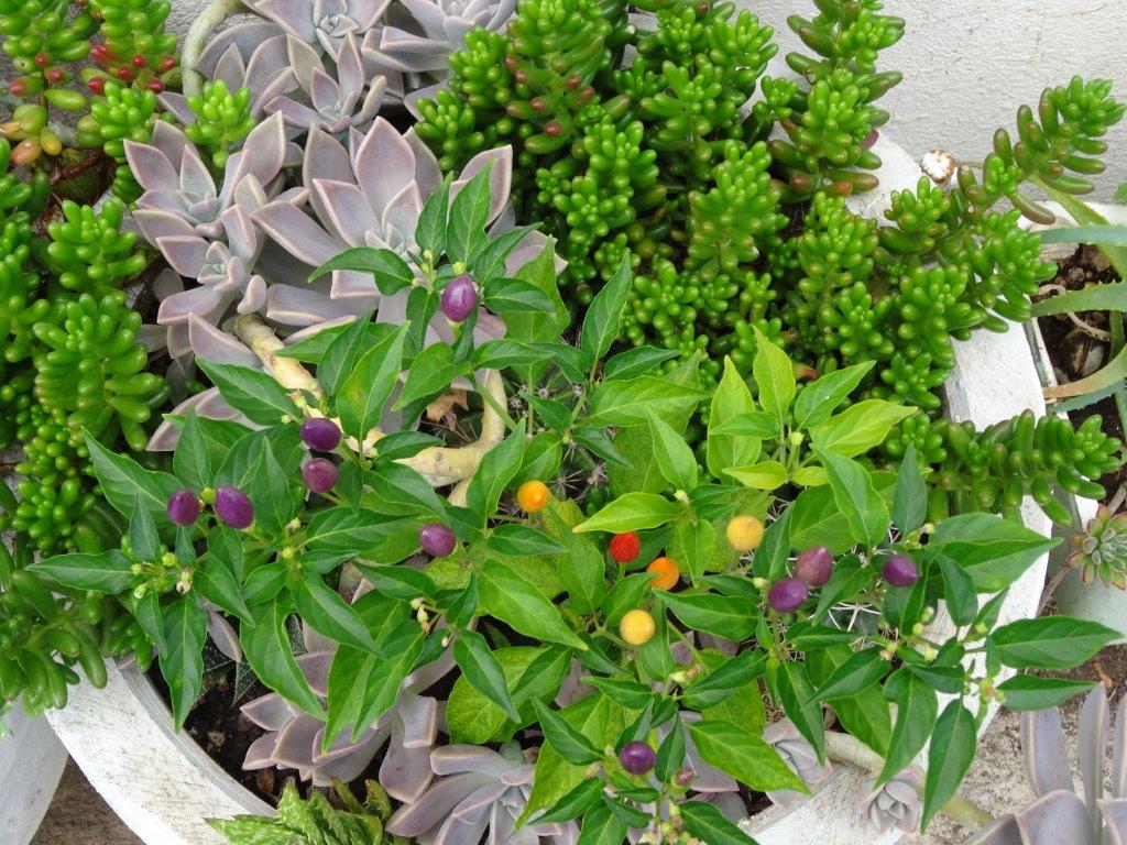 Rogoznica cz 9a 085 (15).jpg