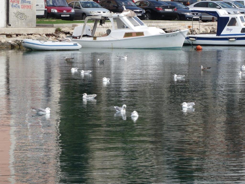 Rogoznica cz 9a 085 (21).jpg