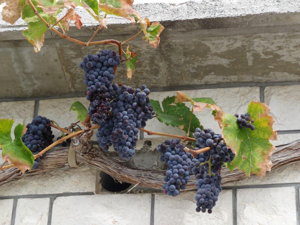 Rogoznica cz 9a 085 (26).jpg