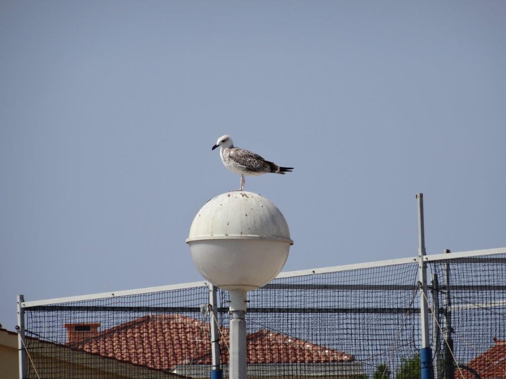 Rogoznica cz 10 060.jpg