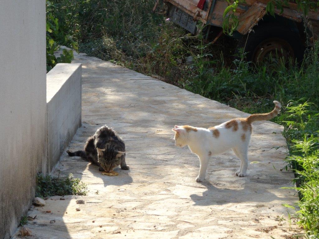 Rogoznica cz 11 064.jpg