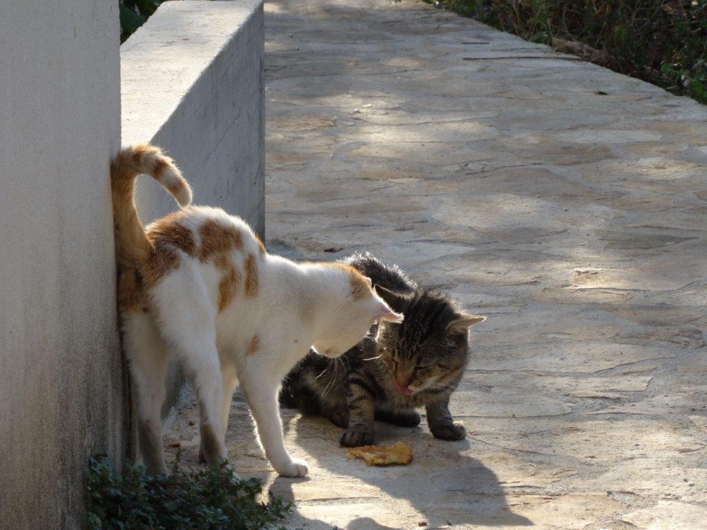 Rogoznica cz 11 065.jpg