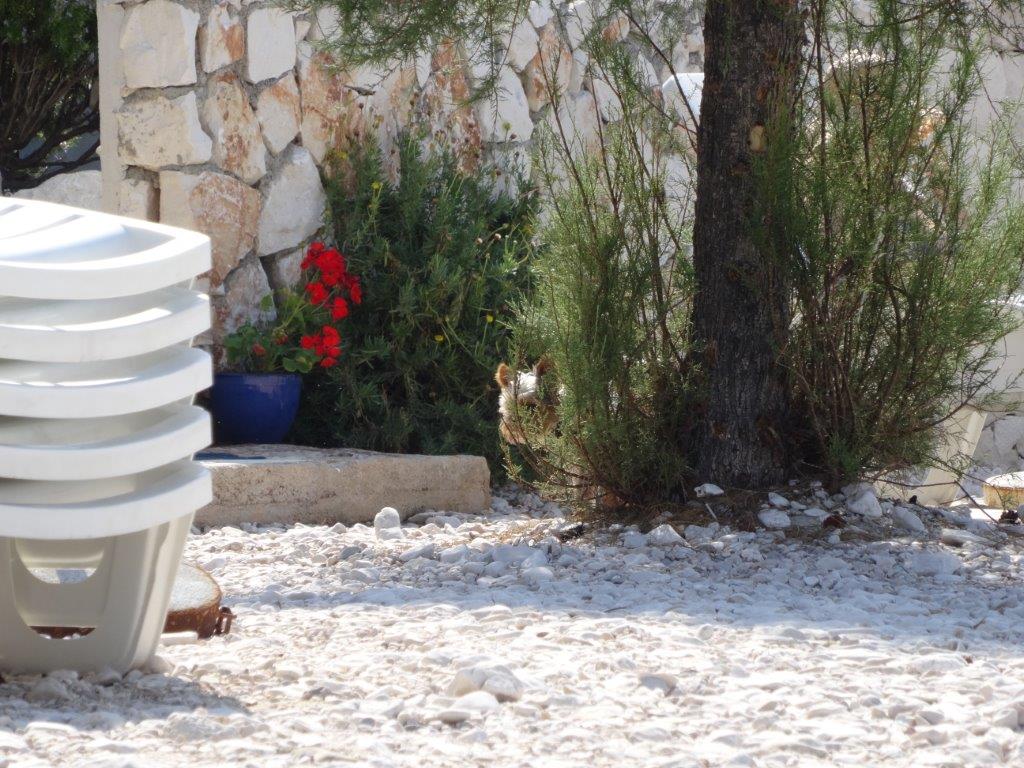 Rogoznica cz 13 (23).jpg