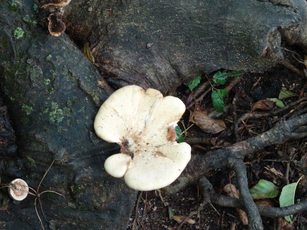 Rogoznica cz 14 034.jpg