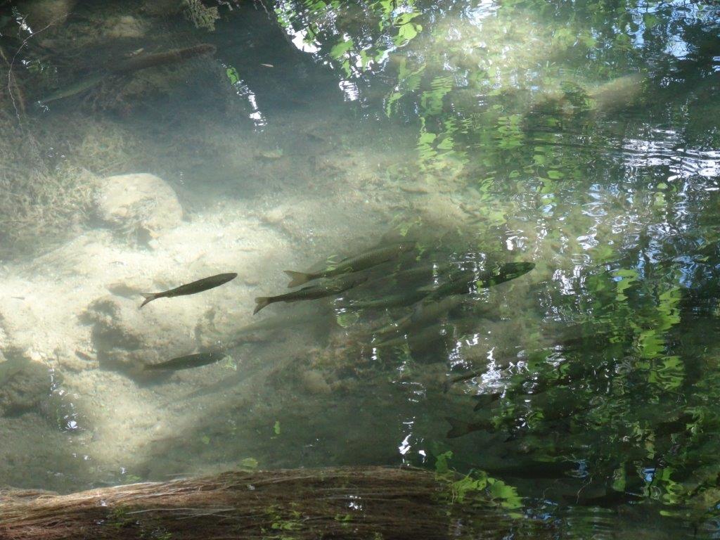 Rogoznica cz 14 036.jpg