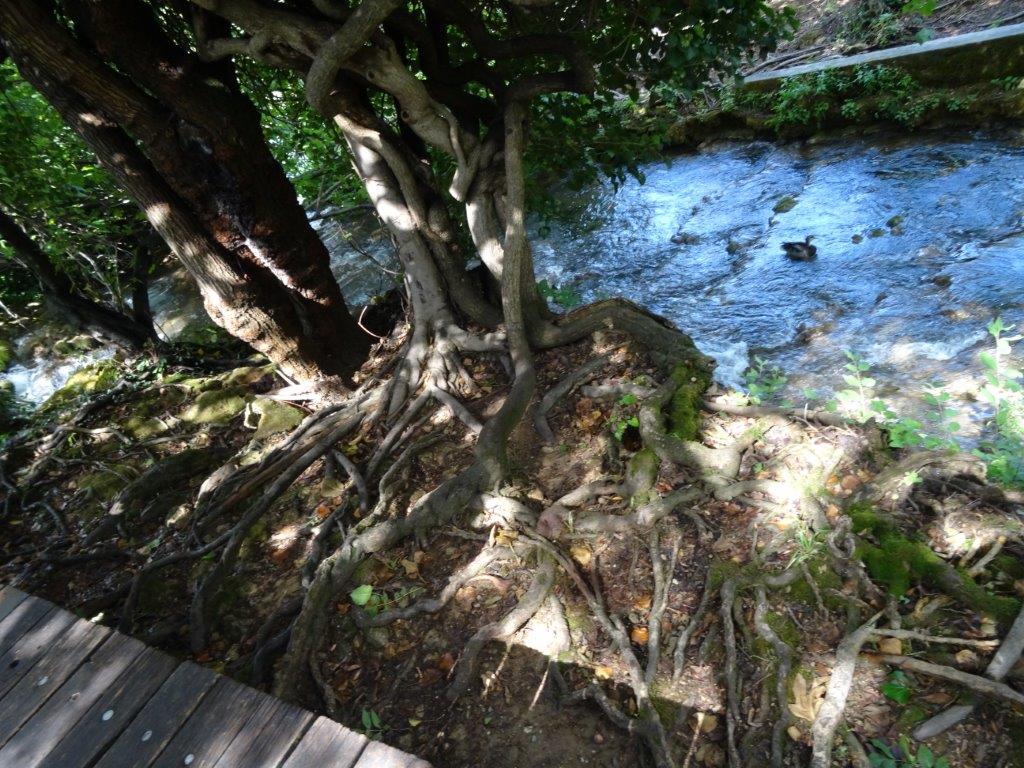 Rogoznica cz 14 052.jpg