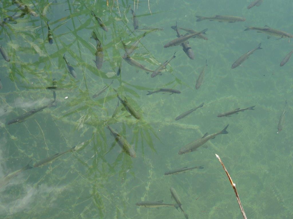 Rogoznica cz 14 064.jpg