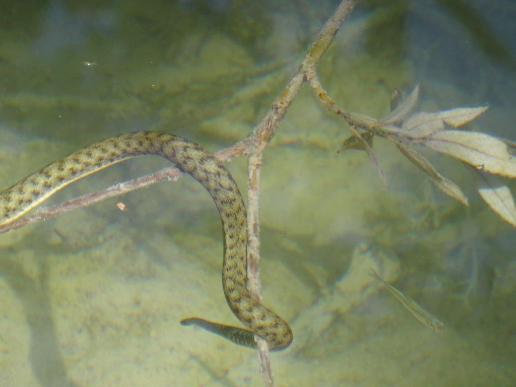 Rogoznica cz 14 068.jpg