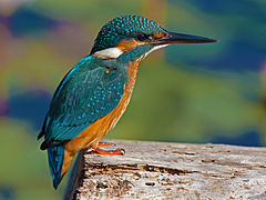240px-Alcedo_Atthis.jpg