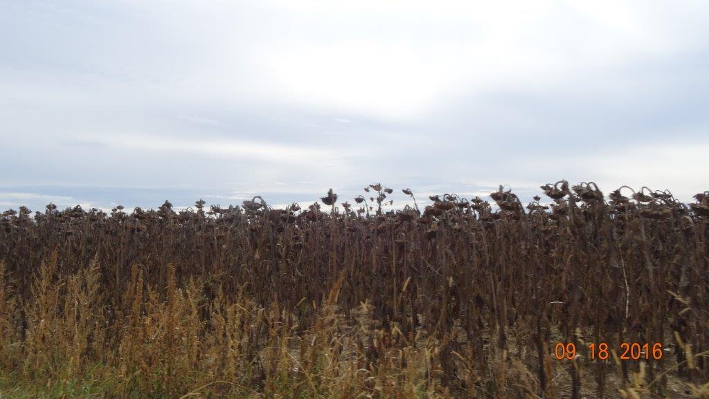 Rogoznica cz 14 293.jpg