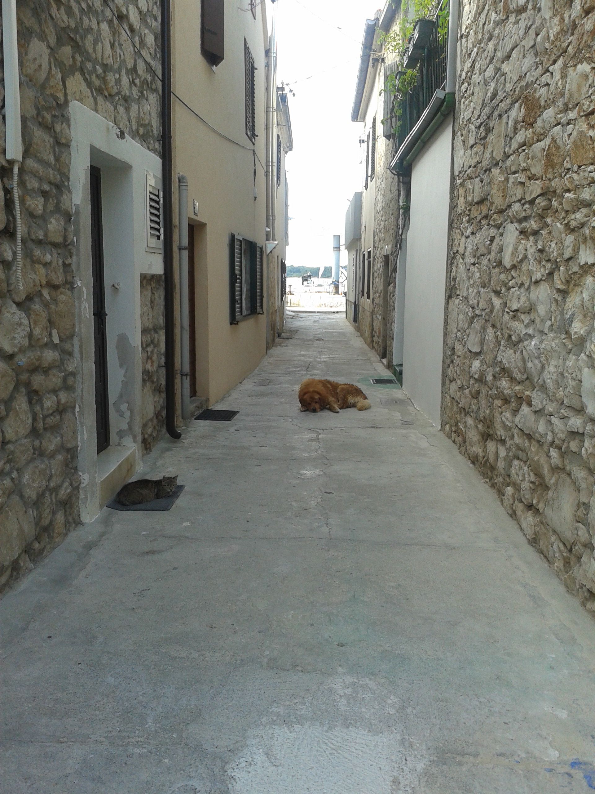 kot i pies murter.jpg