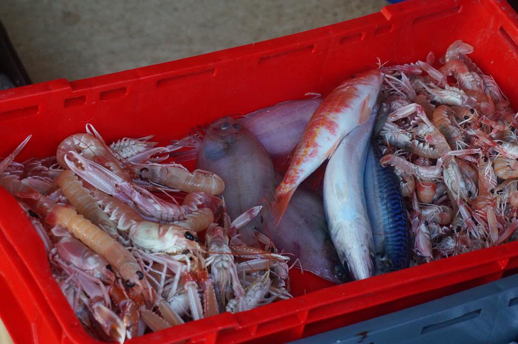 Razanj 793 (Copy).JPG