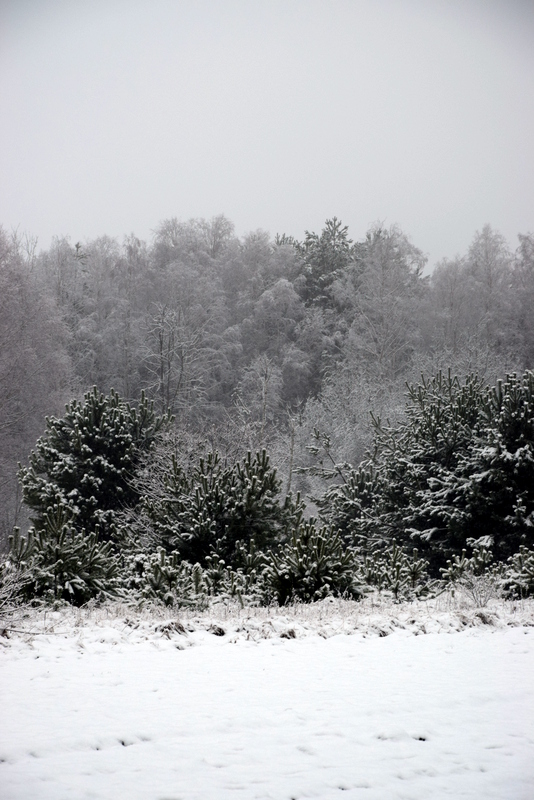 1-DSC_0061.JPG 1-DSC_0061.JPG