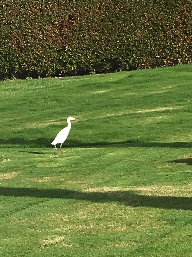 1385 (Kopiowanie).JPG