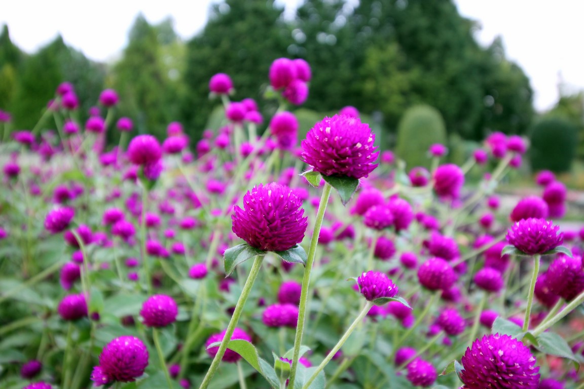 IMG_9932 (Kopiowanie).JPG