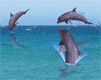 delfin-ruchomy-obrazek-0059.gif