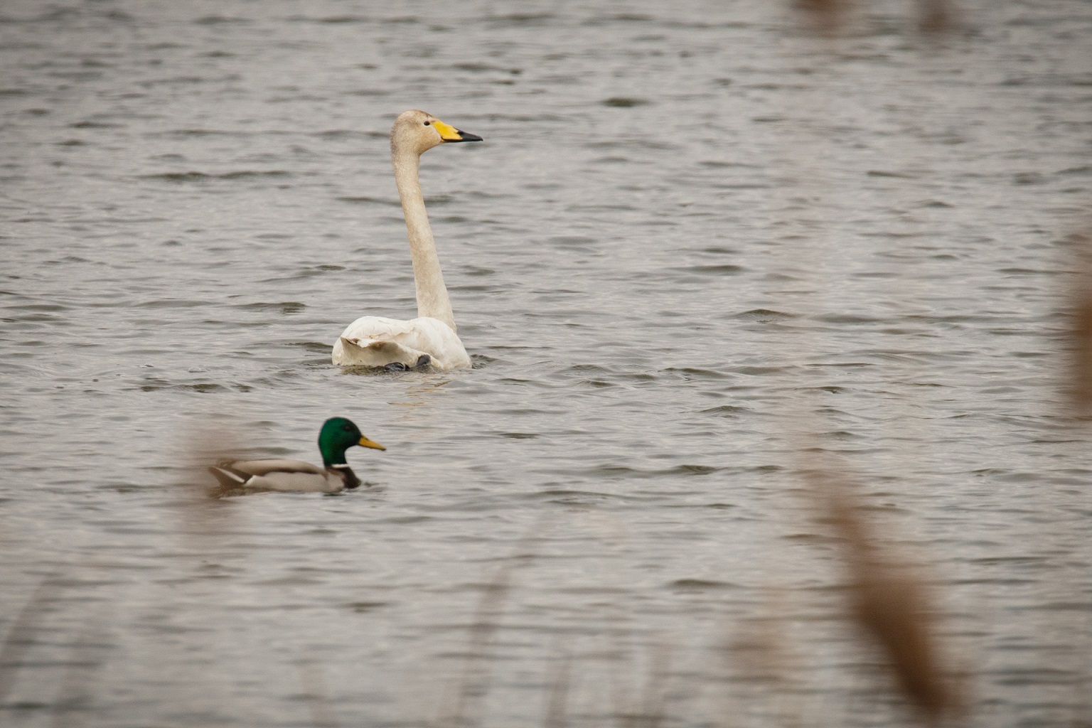 łabędź krzykliwy-2.jpg