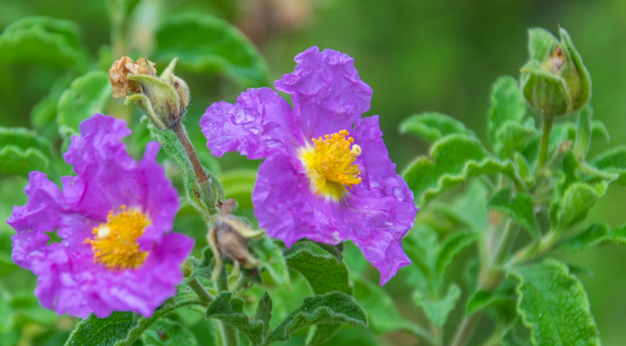 róża - piękna i dzika / DSC_7760.jpg DSC_7760.jpg