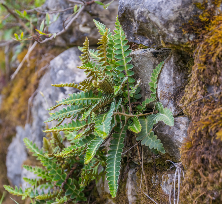 paproć / DSC_7766.jpg DSC_7766.jpg