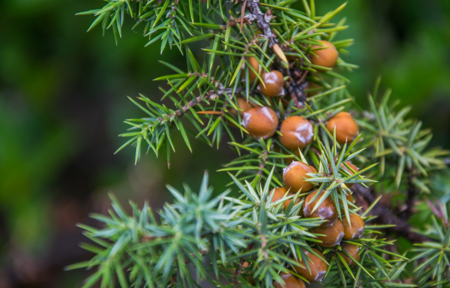 jałowiec / DSC_7768.jpg DSC_7768.jpg