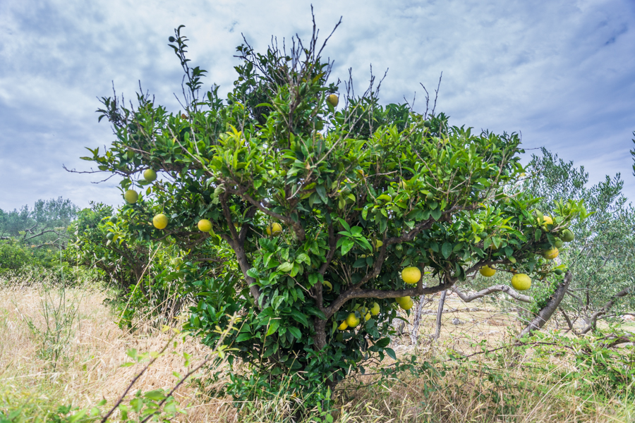 Ach / DSC_7779.jpg DSC_7779.jpg