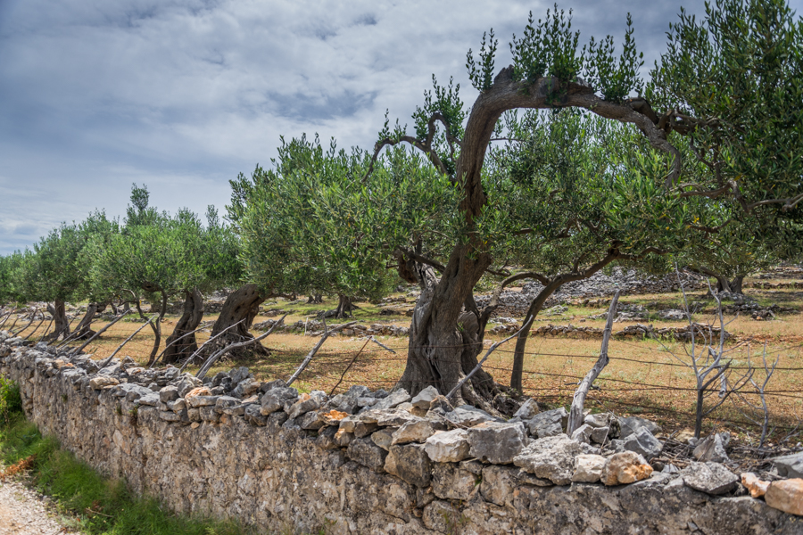 plantacja / DSC_7791.jpg DSC_7791.jpg