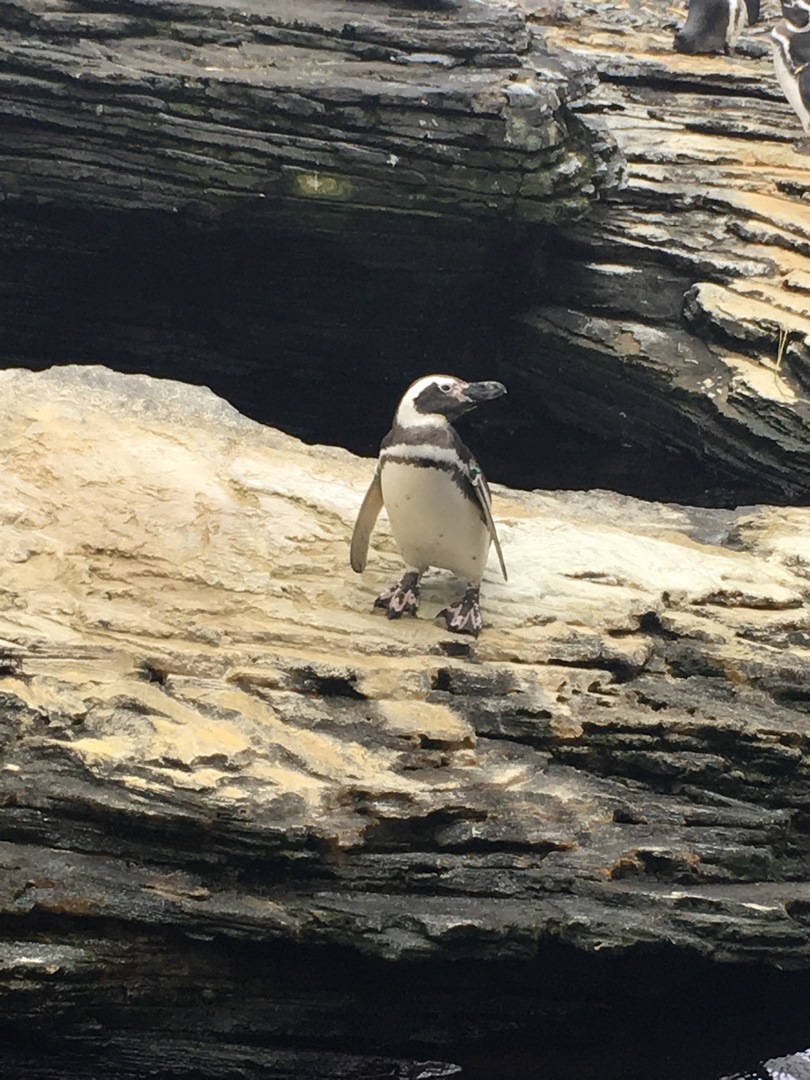 161 (Kopiowanie).JPG