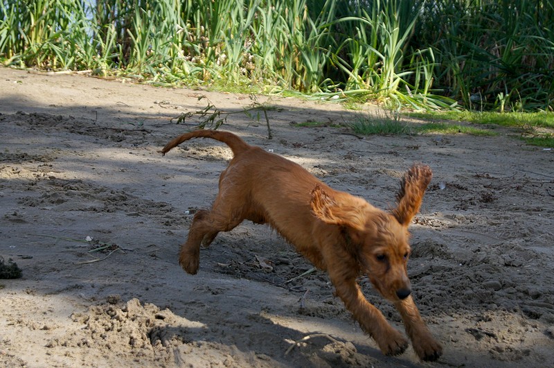 piesek skacze sobie.jpg