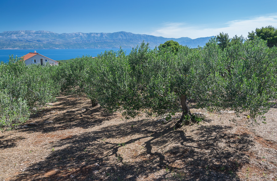 cień / DSC_8265.jpg DSC_8265.jpg