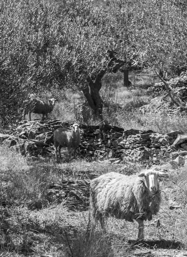 "rodzinka na wypasie" / DSC_8268.jpg DSC_8268.jpg