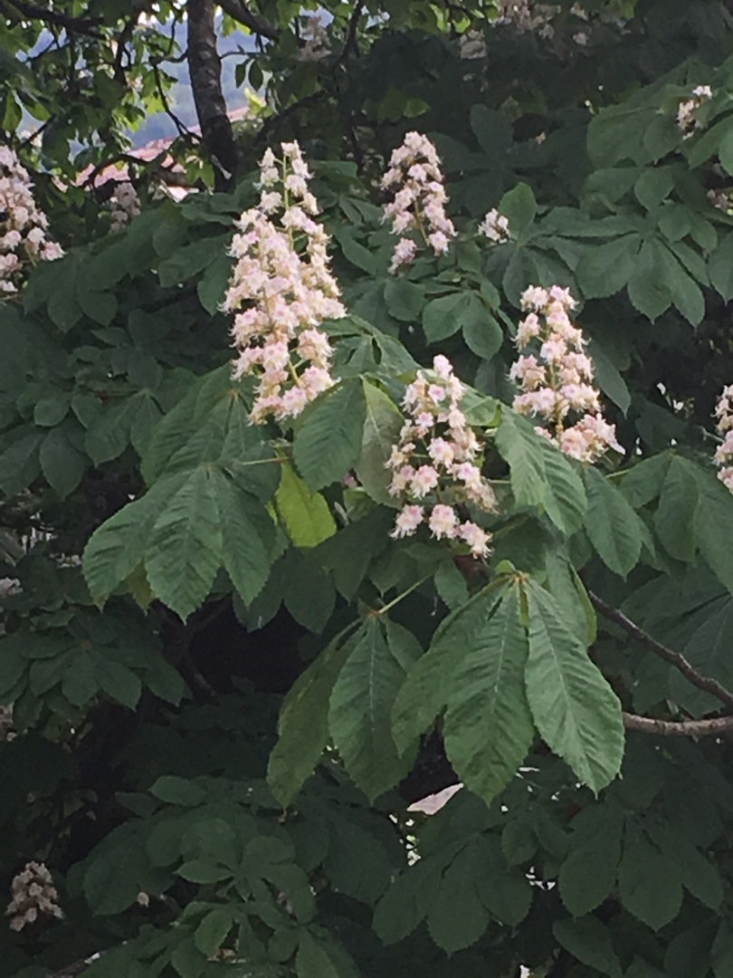 135 (Kopiowanie).JPG